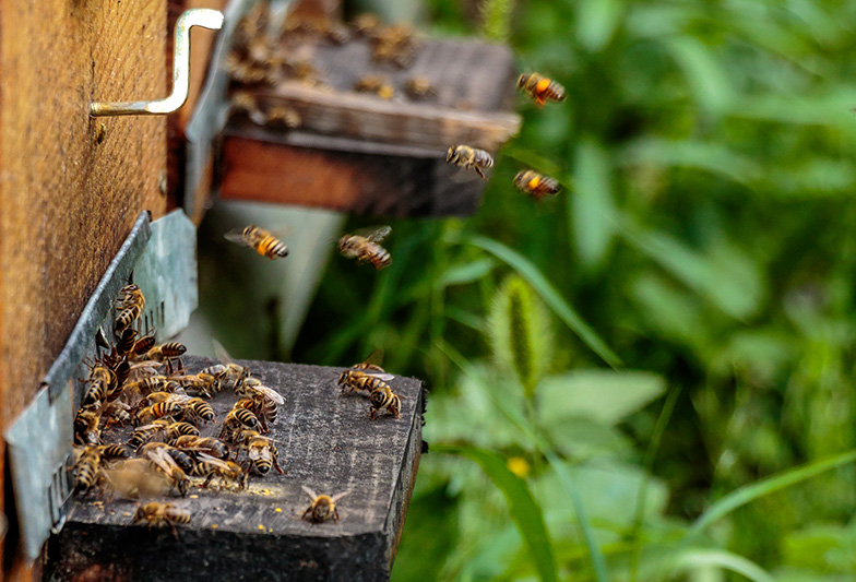 Bees. Photo: Shutterstock
